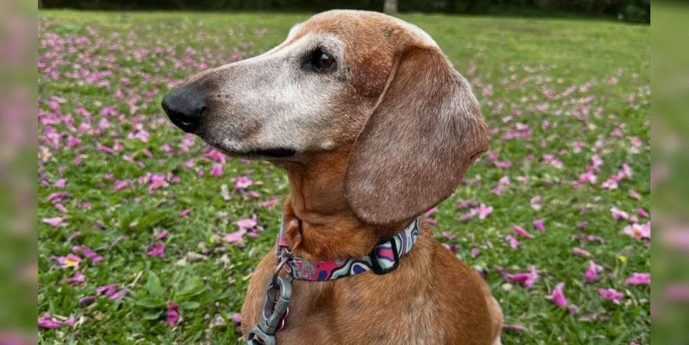 Cadela Lili tinha dez anos e morreu após ser atacada por dois cães de grande porte