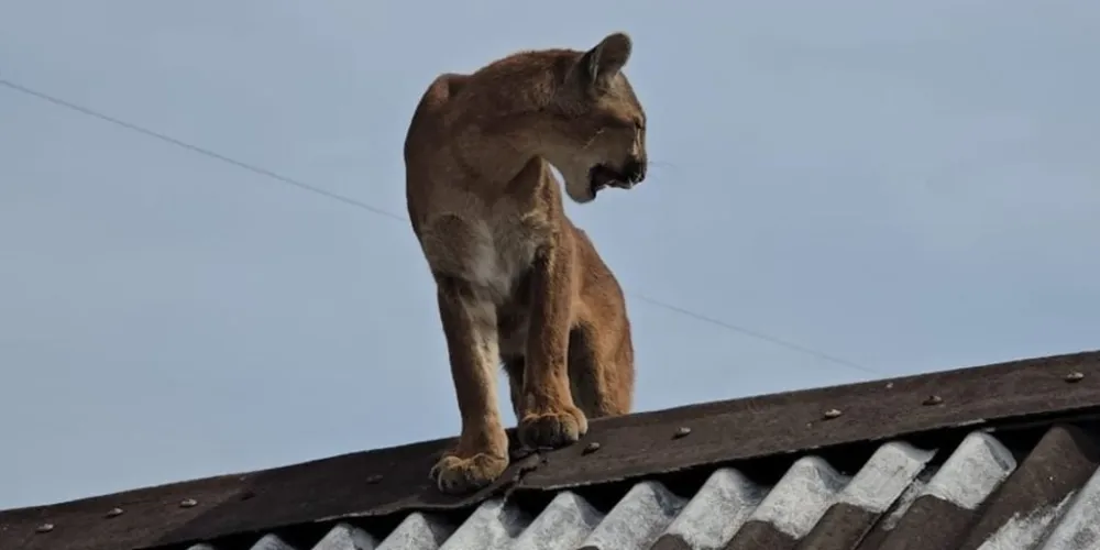 A previsão é que o animal seja devolvido ao habitat natural na próxima semana