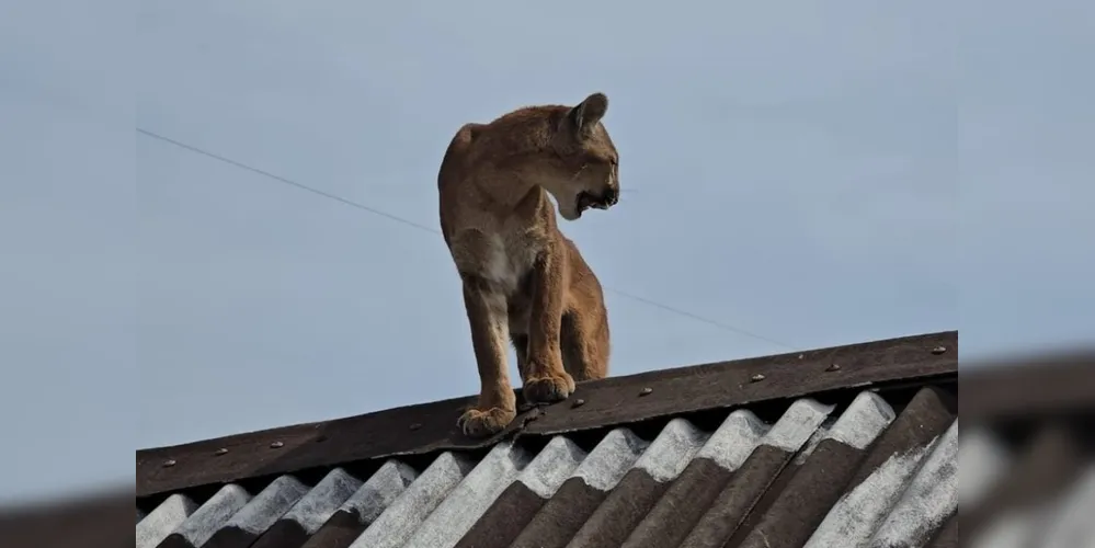A previsão é que o animal seja devolvido ao habitat natural na próxima semana