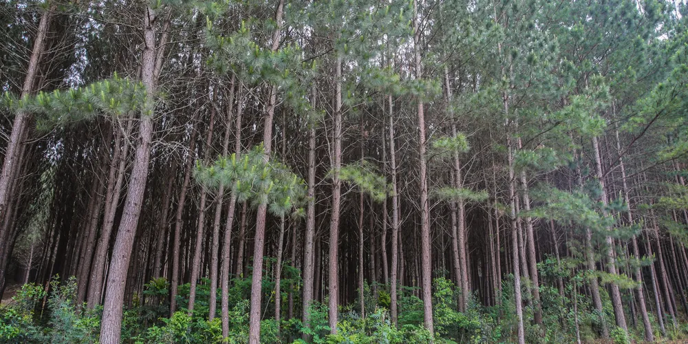 O Paraná tem outros quatro municípios no top 15 da silvicultura nacional, visando a produção sustentável