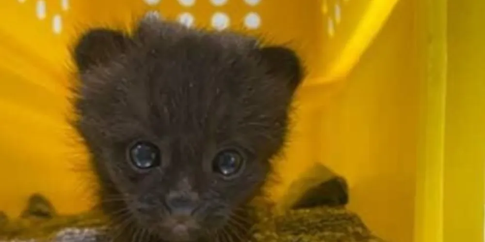 2 de 4

Segundo gato-do-mato é resgatado em Santa Catarina