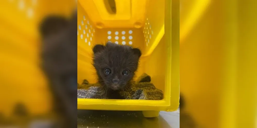 2 de 4

Segundo gato-do-mato é resgatado em Santa Catarina