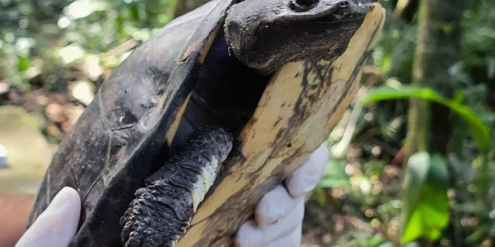 Animal foi resgatado pela equipe do Instituto Água e Terra (IAT) e ficou em recuperação por quase um mês