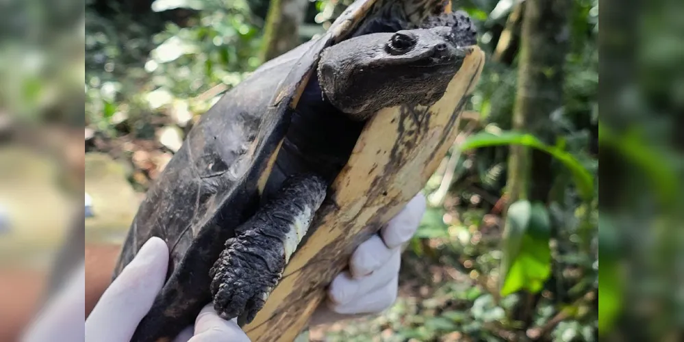 Animal foi resgatado pela equipe do Instituto Água e Terra (IAT) e ficou em recuperação por quase um mês