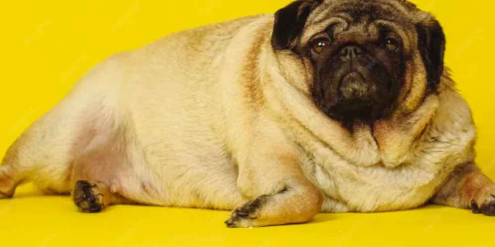 A obesidade pode levar a diabetes, doenças cardíacas, problemas articulares e dificuldades respiratórias, resultando a diminuição da expectativa de vida