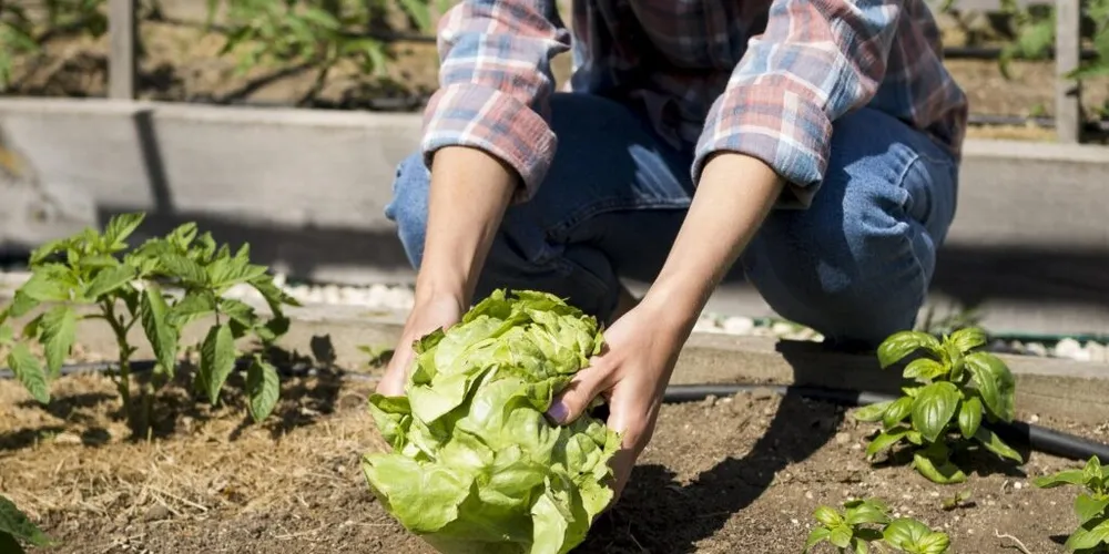 Será um momento de troca de ideias com foco no fortalecimento da agricultura