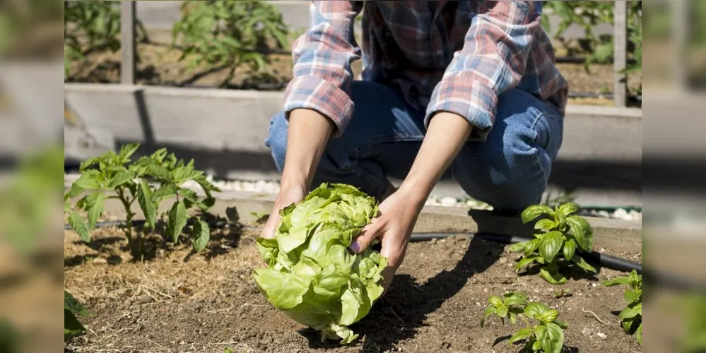 Será um momento de troca de ideias com foco no fortalecimento da agricultura