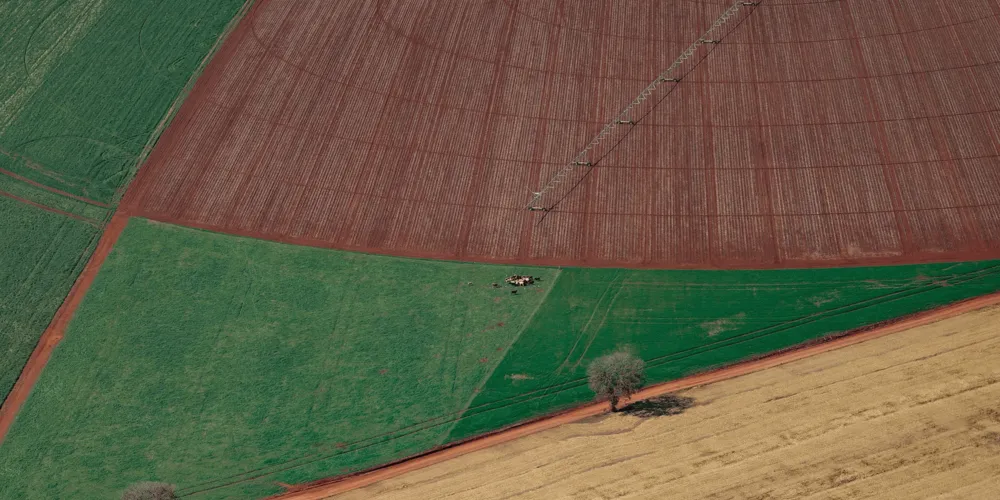 O desempenho é reflexo direto do fortalecimento da atividade agropecuária paranaense