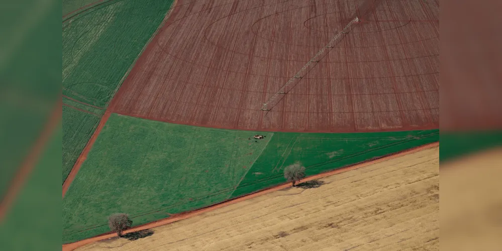 O desempenho é reflexo direto do fortalecimento da atividade agropecuária paranaense