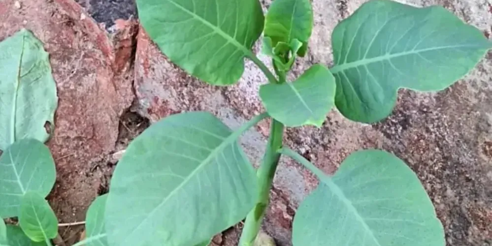 A planta é chamada de Nicotiana glauca