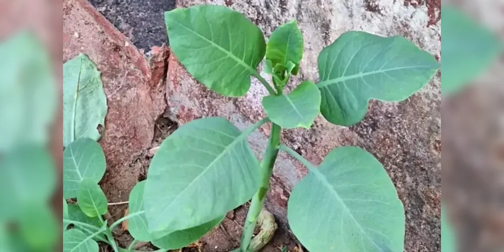 A planta é chamada de Nicotiana glauca