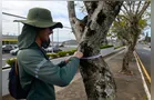 Plano de Arborização mapeia 29,4 mil pontos para plantio de árvores em PG