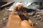 Três cachorros são vítimas de maus-tratos a animais em Telêmaco Borba