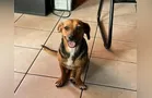 Oficina pede ajuda para encontrar cadela desaparecida em PG