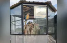 Animais silvestres mantidos em cativeiro são resgatados em Carambeí
