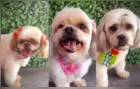 Cachorros morrem de calor após ficarem 1h30 em carro de pet shop