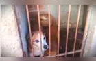 Polícia resgata cães em ‘condições deploráveis’ em PG; veja vídeo