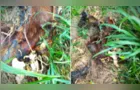 Óbito de capivara em PG vira caso de polícia; veja mais detalhes