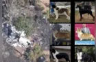 Polícia descobre desmanche ilegal ligado a sequestro de 6 cães em SP