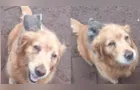 Homem se surpreende ao encontrar cachorro dando 'carona' para coala