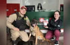 Cão policial doa sangue para salvar cadela atropelada no Paraná