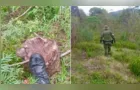 Polícia Ambiental flagra corte ilegal de 139 pinheiros de Araucária em Irati