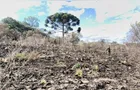 Homem é multado em R$ 135 mil por desmatamento em Reserva do Iguaçu