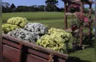 Campo Largo celebra 3ª Festa da Primavera neste fim de semana