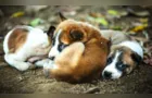 Homem mata com violência extrema três filhotes de cachorro no PR