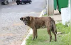 Castro trabalha na regulamentação de lei para multar tutores de cães soltos na rua