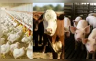 Paraná lidera ranking de avicultura nacional no 2º trimestre de 2025