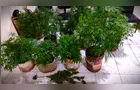 Discussão em jogo de truco termina com a apreensão de ‘84 pés’ de maconha em Telêmaco