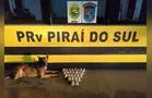 Cão farejador encontra 5,6 kg de haxixe em ônibus na PR-151; mulher é presa