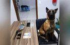 'Sky' localiza drogas e homem acaba preso com revólver em Sapopema
