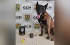GCM localiza pedras de crack e tornozeleira rompida em área de mata em PG