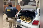 PRF apreende 100 quilos de maconha em Guarapuava que estava a caminho de SC