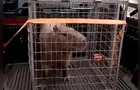 Capivara invade padaria, interrompe café da manhã e mobiliza bombeiros no PR