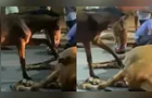 Filhote tenta 'reanimar' égua após atropelamento e gera comoção; vídeo