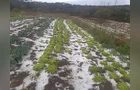 Chuva de granizo causou danos em barracões rurais de Castro