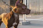 Homem furta cadela pitbull, pratica zoofilia e é preso no Paraná