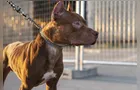 Homem furta cadela pitbull, pratica zoofilia e é preso no Paraná
