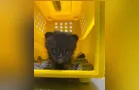 Segundo caso de gato-do-mato é registrado em SC em menos de uma semana