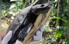 Após longa recuperação, cágado-pescoço-de-cobra retorna à natureza