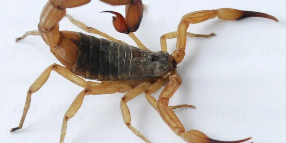 A espécie é considerada a mais perigosa do Brasil devido ao seu veneno potente