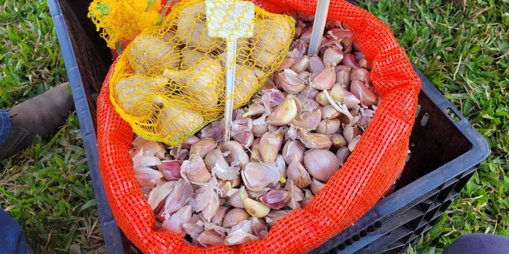 O objetivo é cultivar alho de alta qualidade genética e livre de vírus, com os agricultores devolvendo ao projeto parte de sua produção