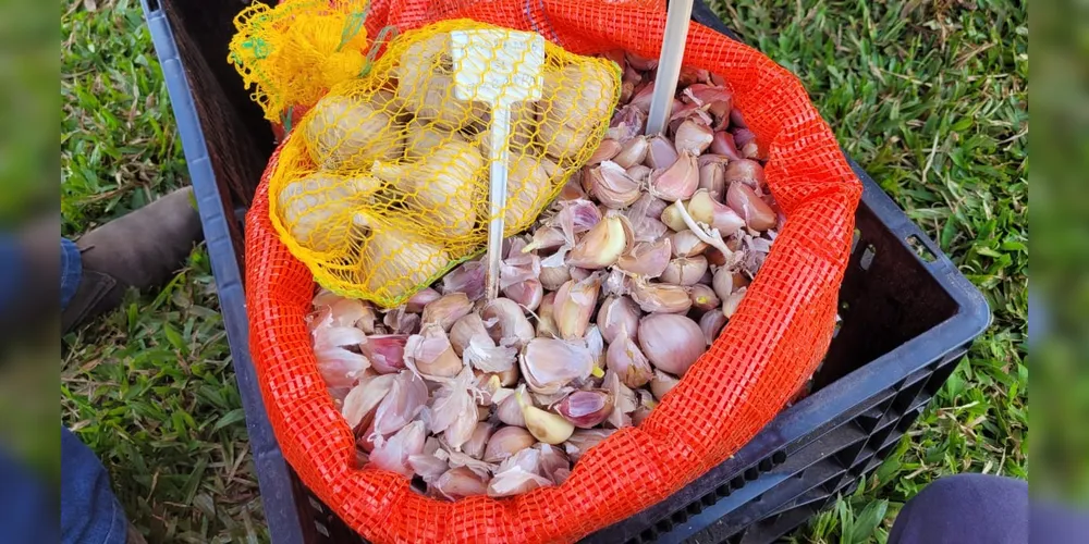 O objetivo é cultivar alho de alta qualidade genética e livre de vírus, com os agricultores devolvendo ao projeto parte de sua produção