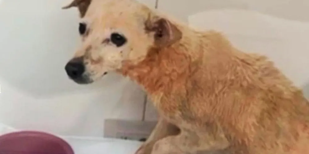 O animal apresentava uma pata quebrada e sinais de maus-tratos evidentes