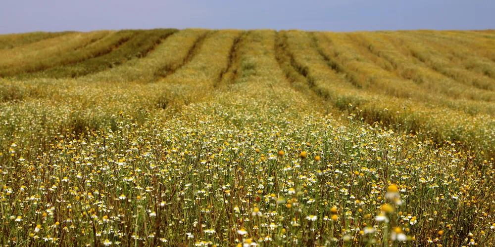 A colheita da safra 2025 já foi encerrada