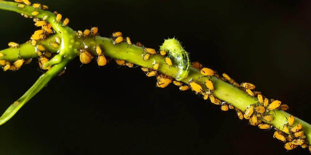 As pragas geralmente se instalam de forma discreta, e os primeiros sinais são folhas amareladas, deformadas ou perfuradas