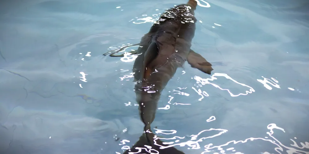 A toninha é um pequeno cetáceo costeiro e é considerada uma espécie de golfinho